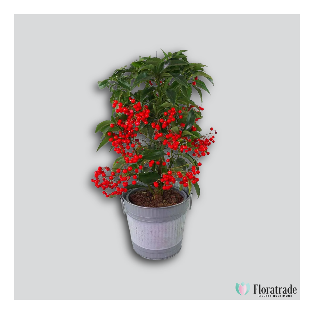 ardisia.png (628 KB)